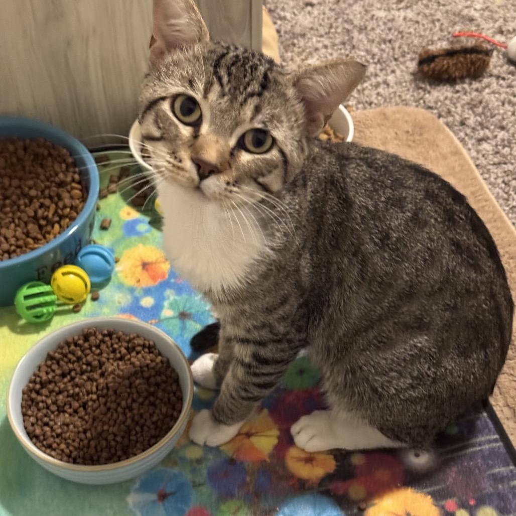 Enlarge Coco Beans, a Adoptable Domestic Short Hair in Las Vegas, NV image 3/3