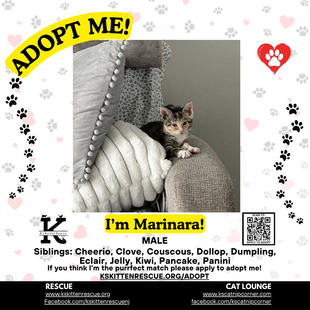 Enlarge Marinara, a ADOPTABLE Dilute Tortoiseshell in Brick, NJ image 1/1