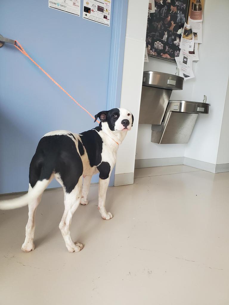 Enlarge Spotty, a Adopted mixed breed in Belton, TX image 1/1