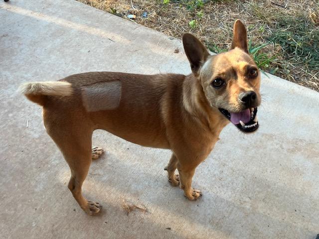 Stella, Adoptable, Young Female Chihuahua.