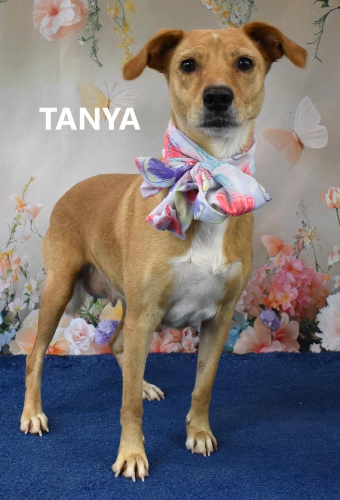 Enlarge Tanya, a Adoptable mixed breed in Gilbert, AZ image 1/3