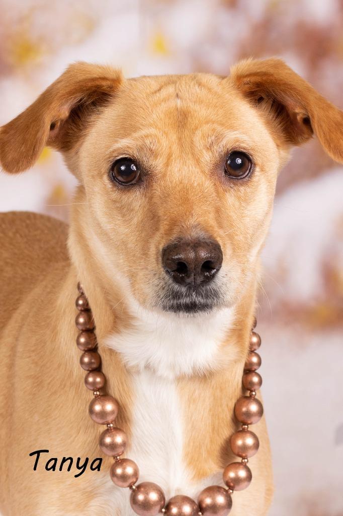 Enlarge Tanya, a Adoptable mixed breed in Gilbert, AZ image 2/3