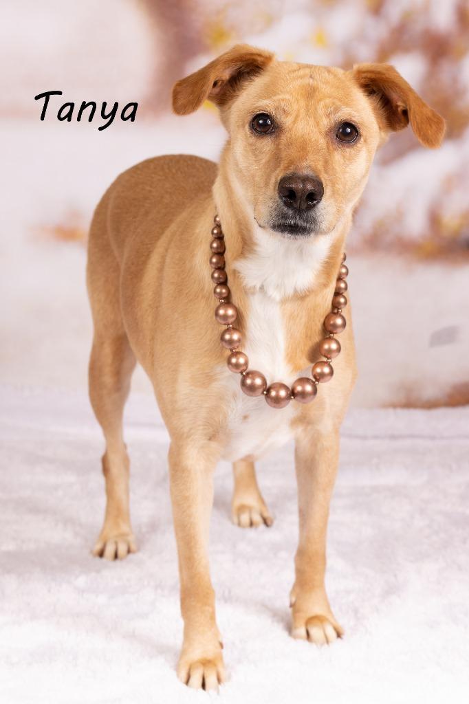 Enlarge Tanya, a Adoptable mixed breed in Gilbert, AZ image 3/3