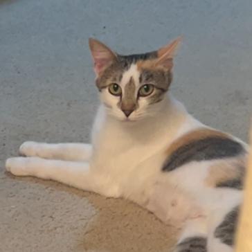 Enlarge Bonnie, a Adoptable Domestic Short Hair in Temecula, CA image 1/6