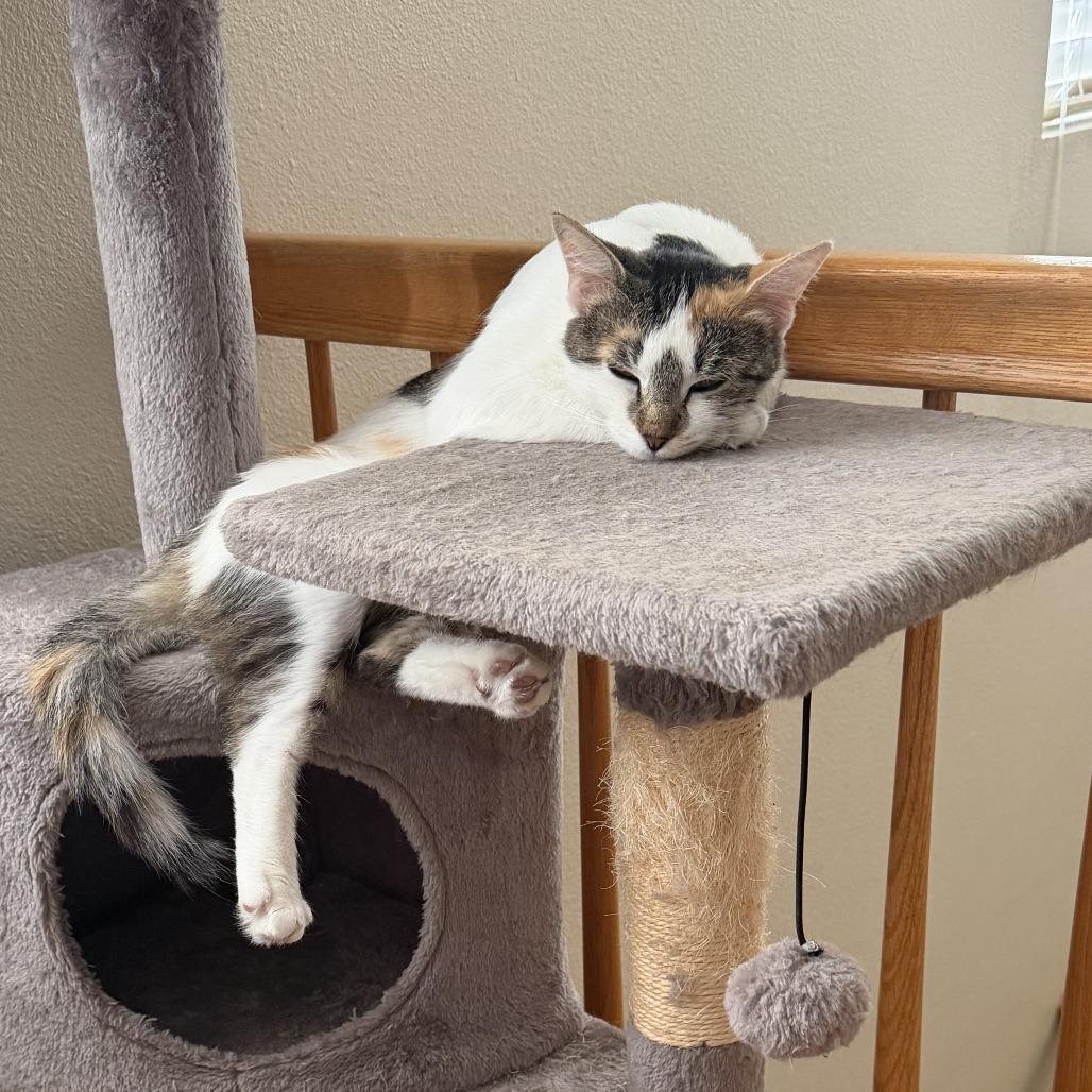 Enlarge Bonnie, a Adoptable Domestic Short Hair in Temecula, CA image 2/6