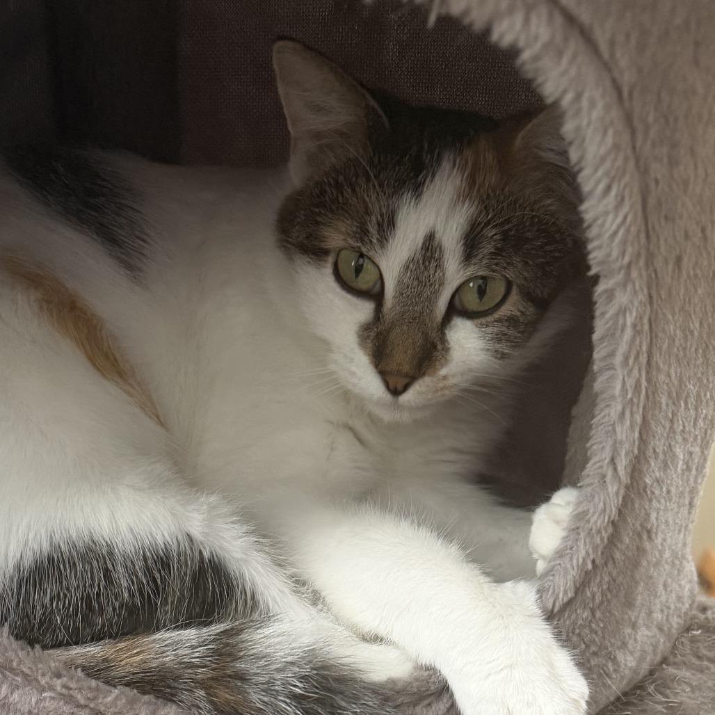 Enlarge Bonnie, a Adoptable Domestic Short Hair in Temecula, CA image 5/6