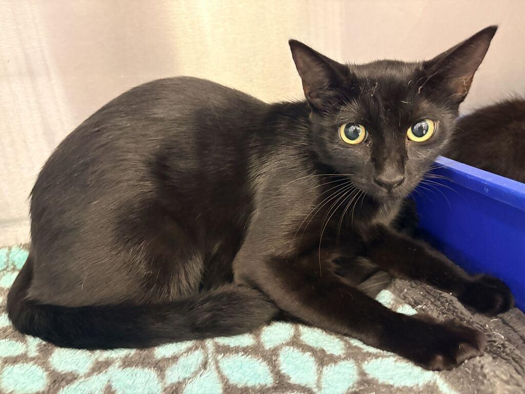 Enlarge ELLE OH ELLE, a Adoptable mixed breed in Athens, AL image 1/1