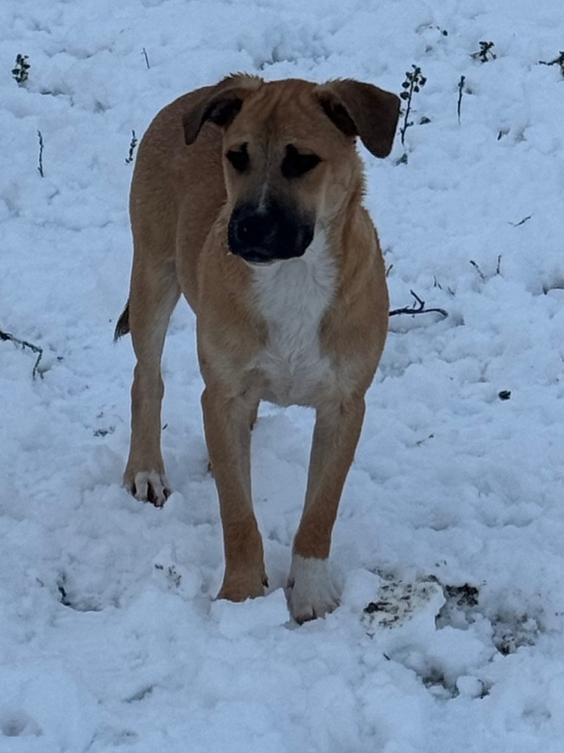 Gunner, Adoptable, Puppy Male German Shepherd Dog.