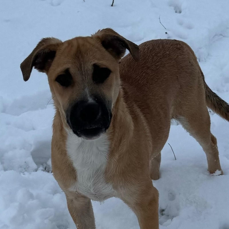 Enlarge Gunner, a Adoptable mixed breed in Eagle, ID image 2/3