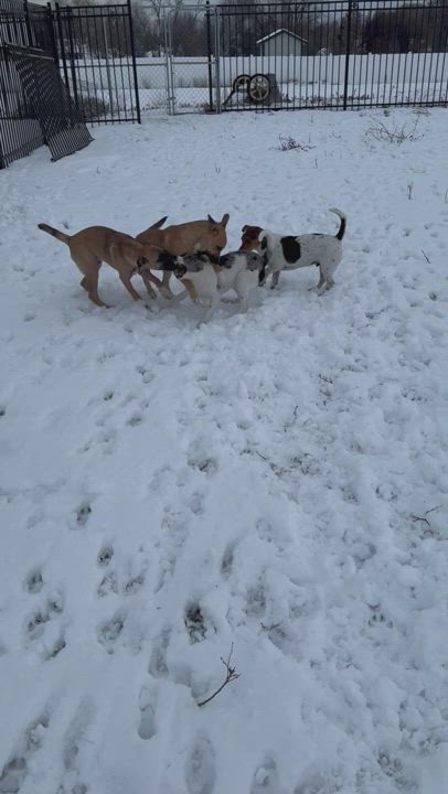 Enlarge Gunner, a Adoptable mixed breed in Eagle, ID video 3/3