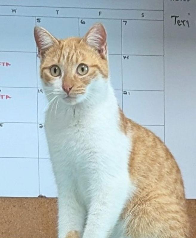 Mardi Gras, Adopted, Adult Male Tabby & Domestic Short Hair.