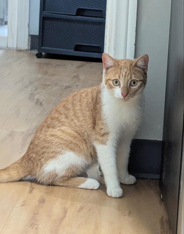 Enlarge Mardi Gras, a Adopted mixed breed in Ocala, FL image 2/3