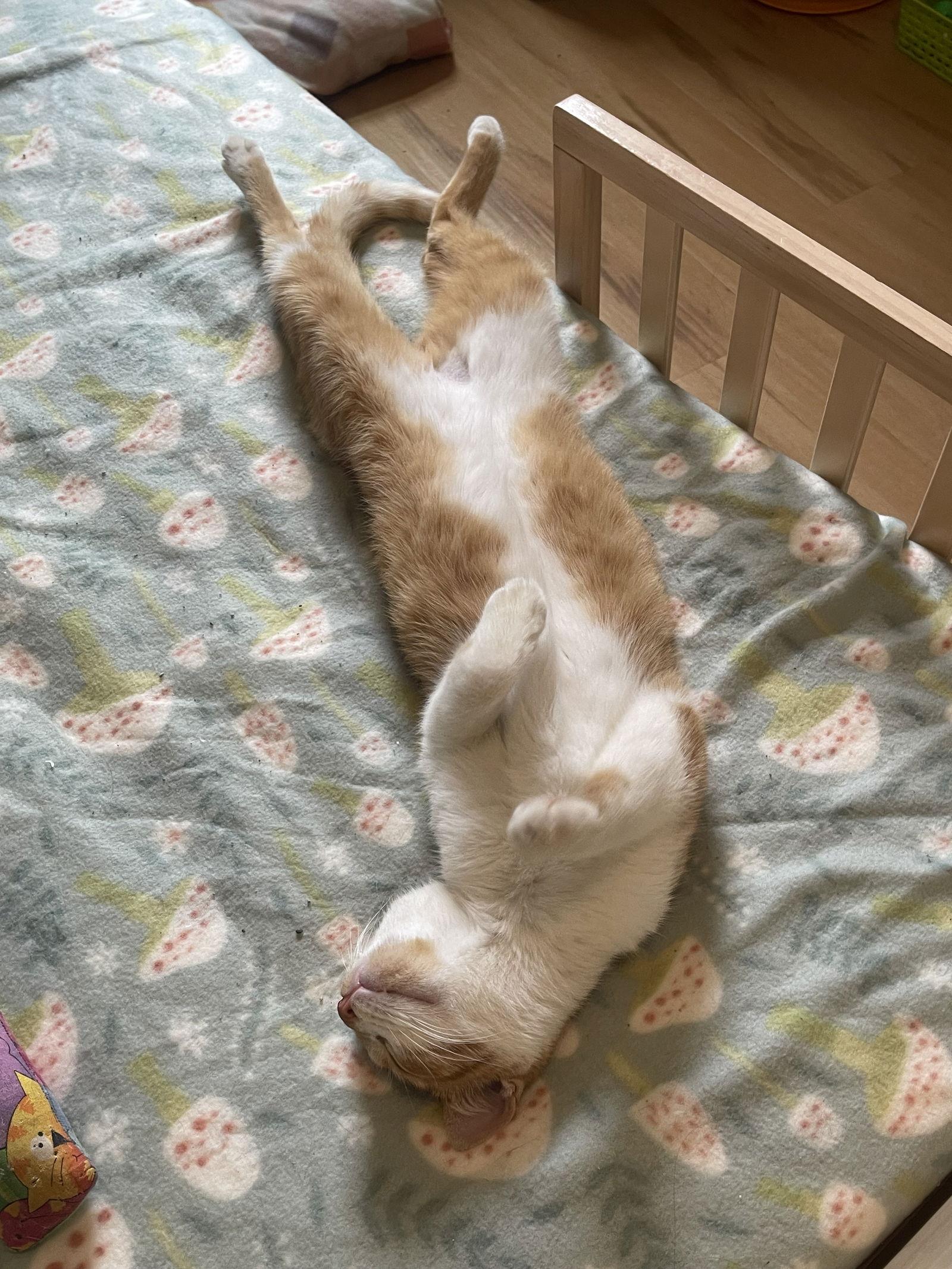 Enlarge Mardi Gras, a Adopted mixed breed in Ocala, FL image 3/3