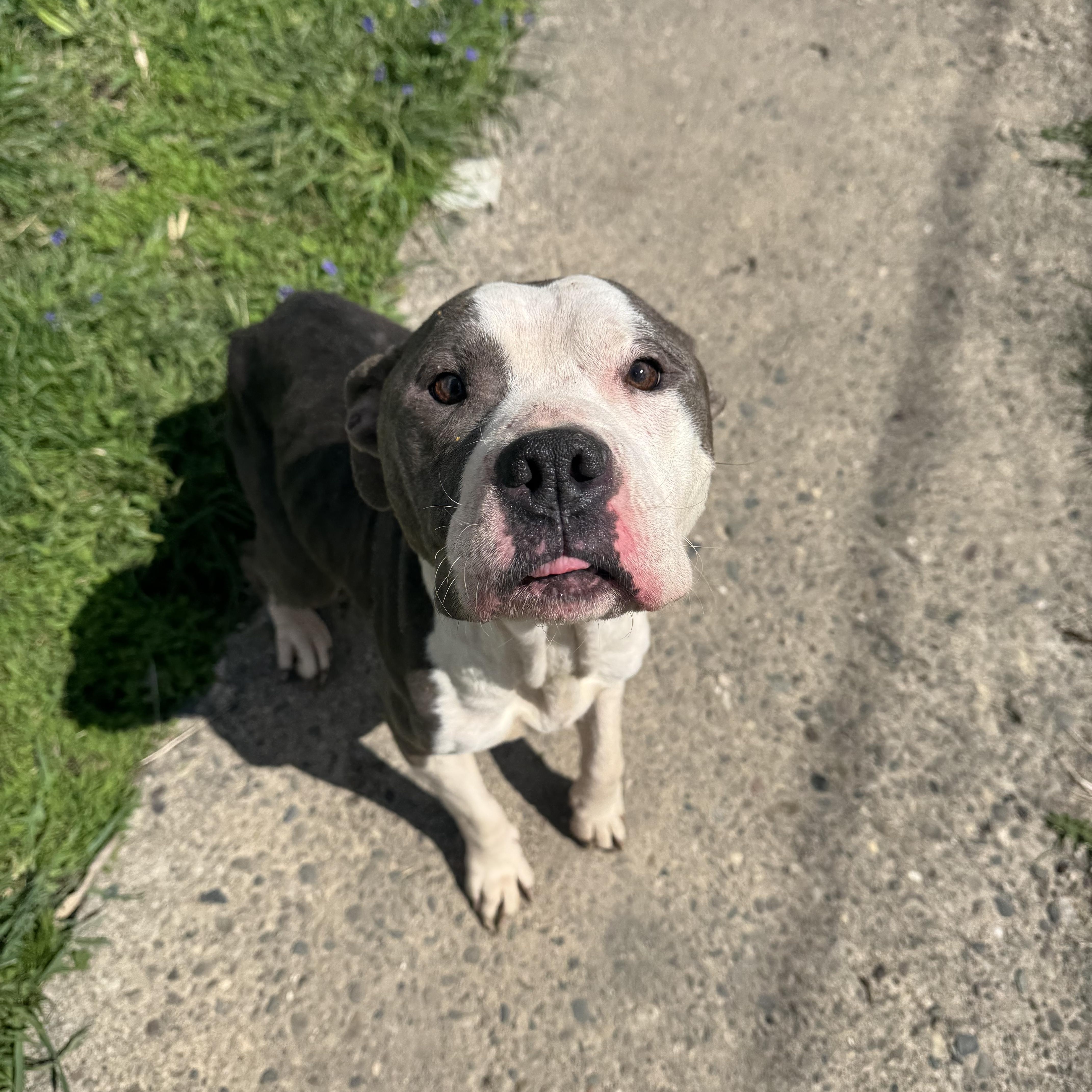 Enlarge BuddyGirl! Gentle and so loving , a ADOPTABLE Pit Bull Terrier in RUSSIAVILLE, IN image 3/5