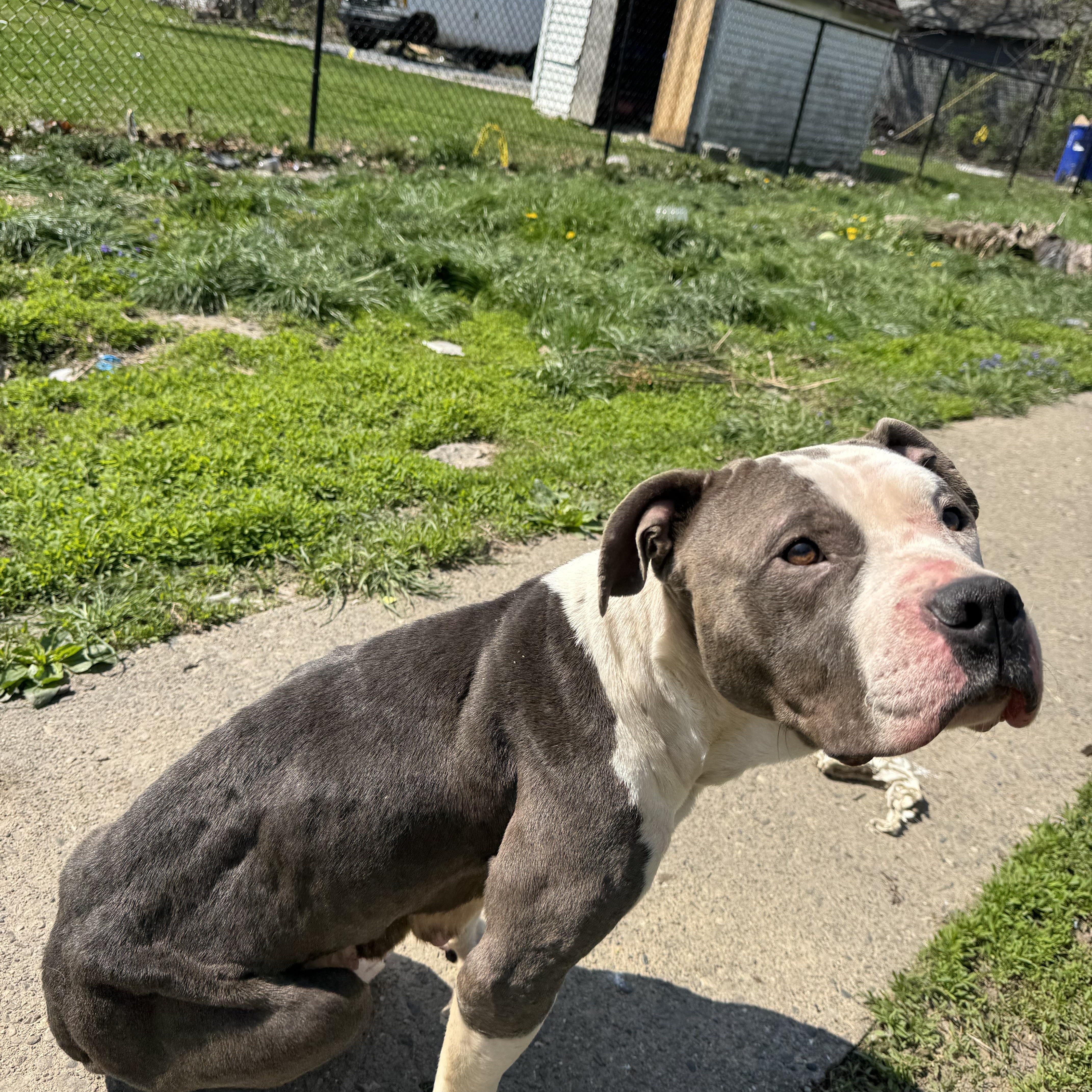 Enlarge BuddyGirl! Gentle and so loving , a ADOPTABLE Pit Bull Terrier in RUSSIAVILLE, IN image 1/5