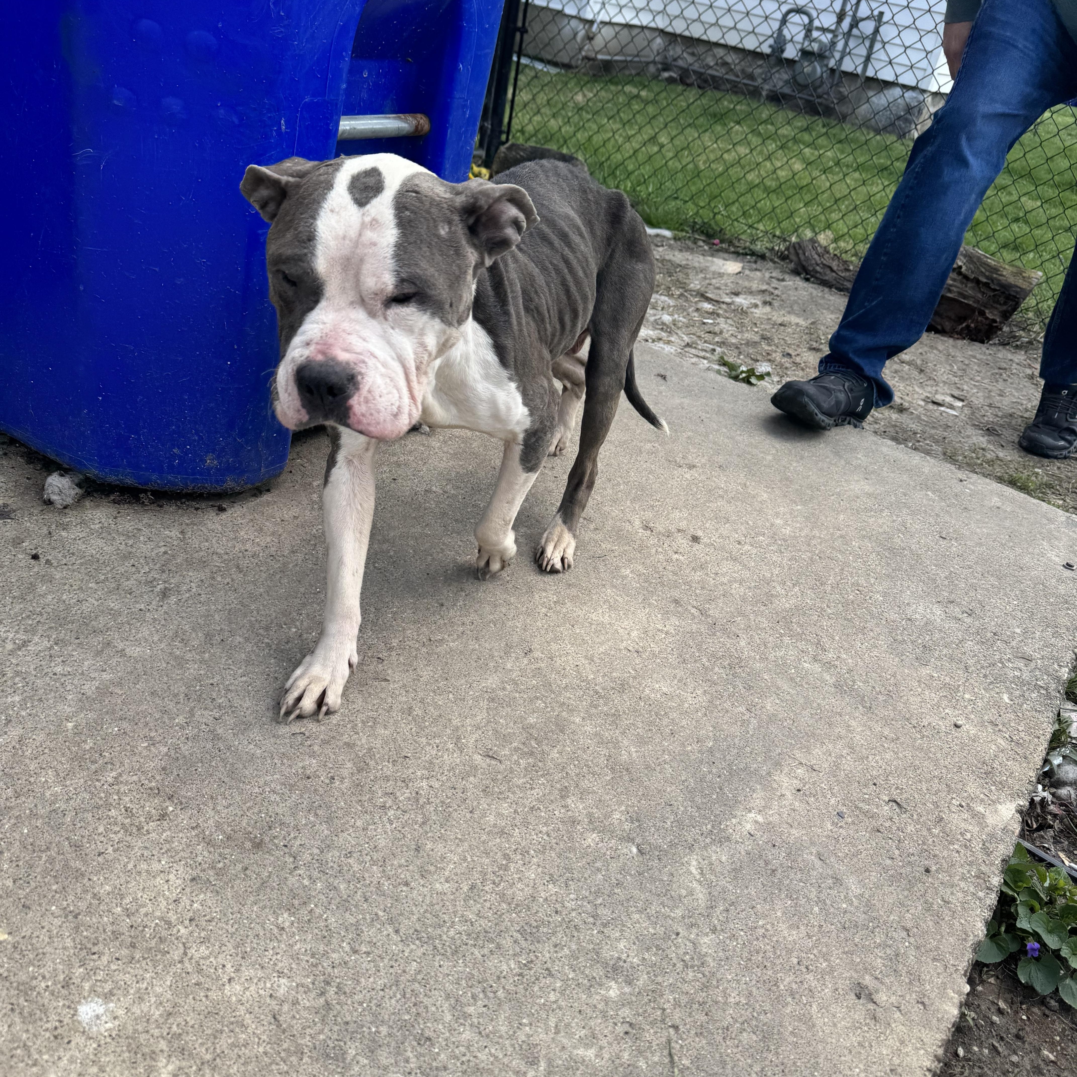 Enlarge BuddyGirl! Gentle and so loving , a ADOPTABLE Pit Bull Terrier in RUSSIAVILLE, IN image 4/5