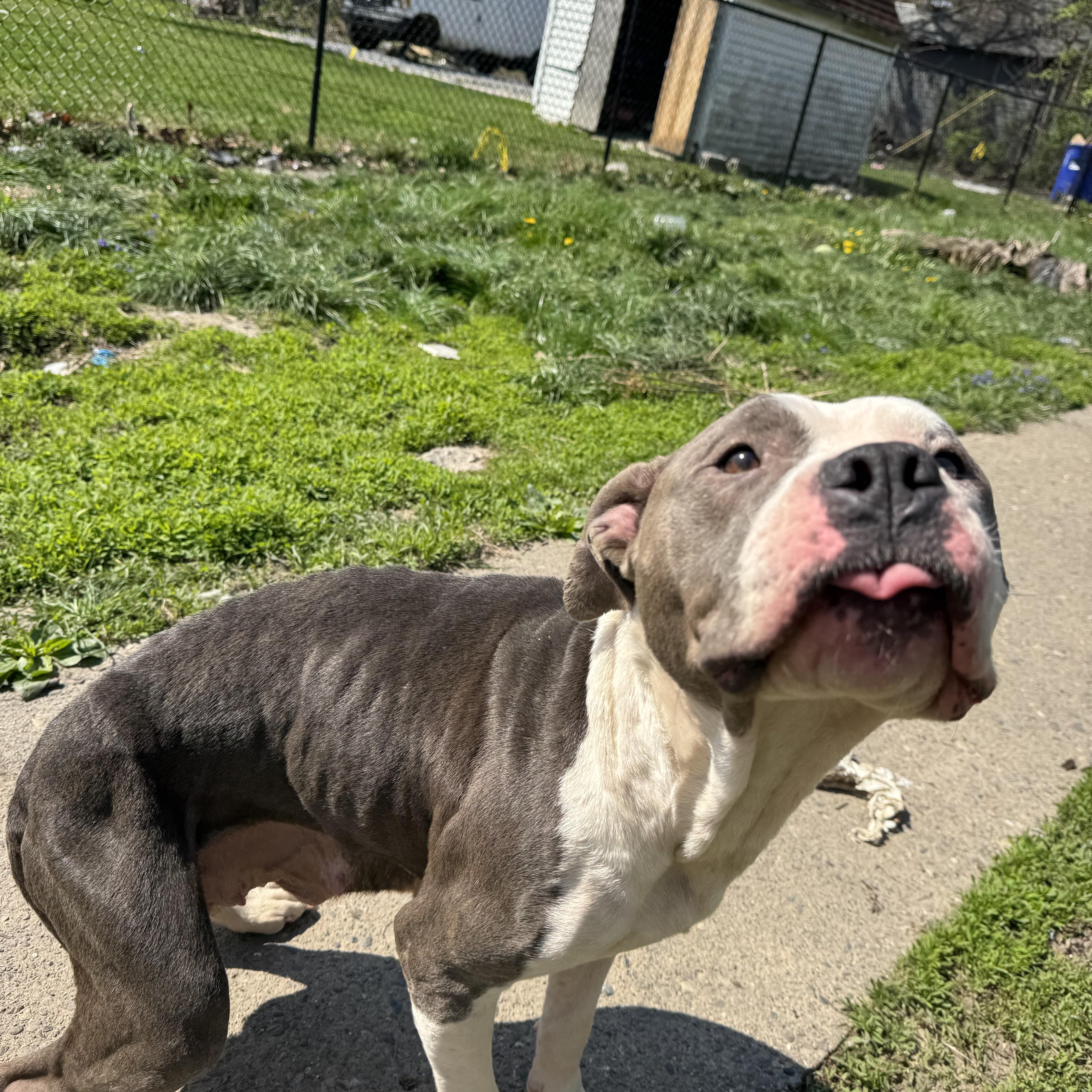 Enlarge BuddyGirl! Gentle and so loving , a ADOPTABLE Pit Bull Terrier in RUSSIAVILLE, IN image 5/5