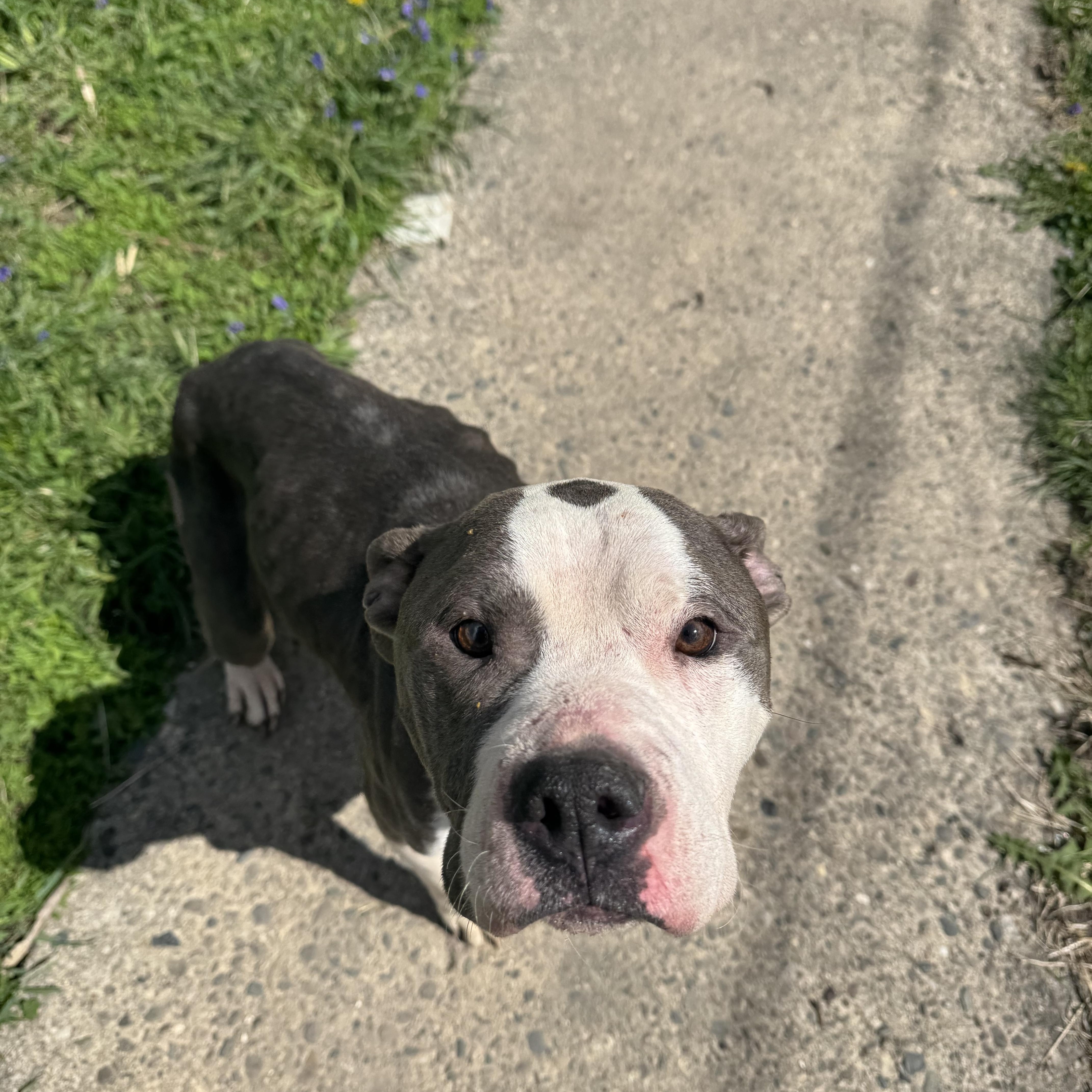 Enlarge BuddyGirl! Gentle and so loving , a ADOPTABLE Pit Bull Terrier in RUSSIAVILLE, IN image 2/5