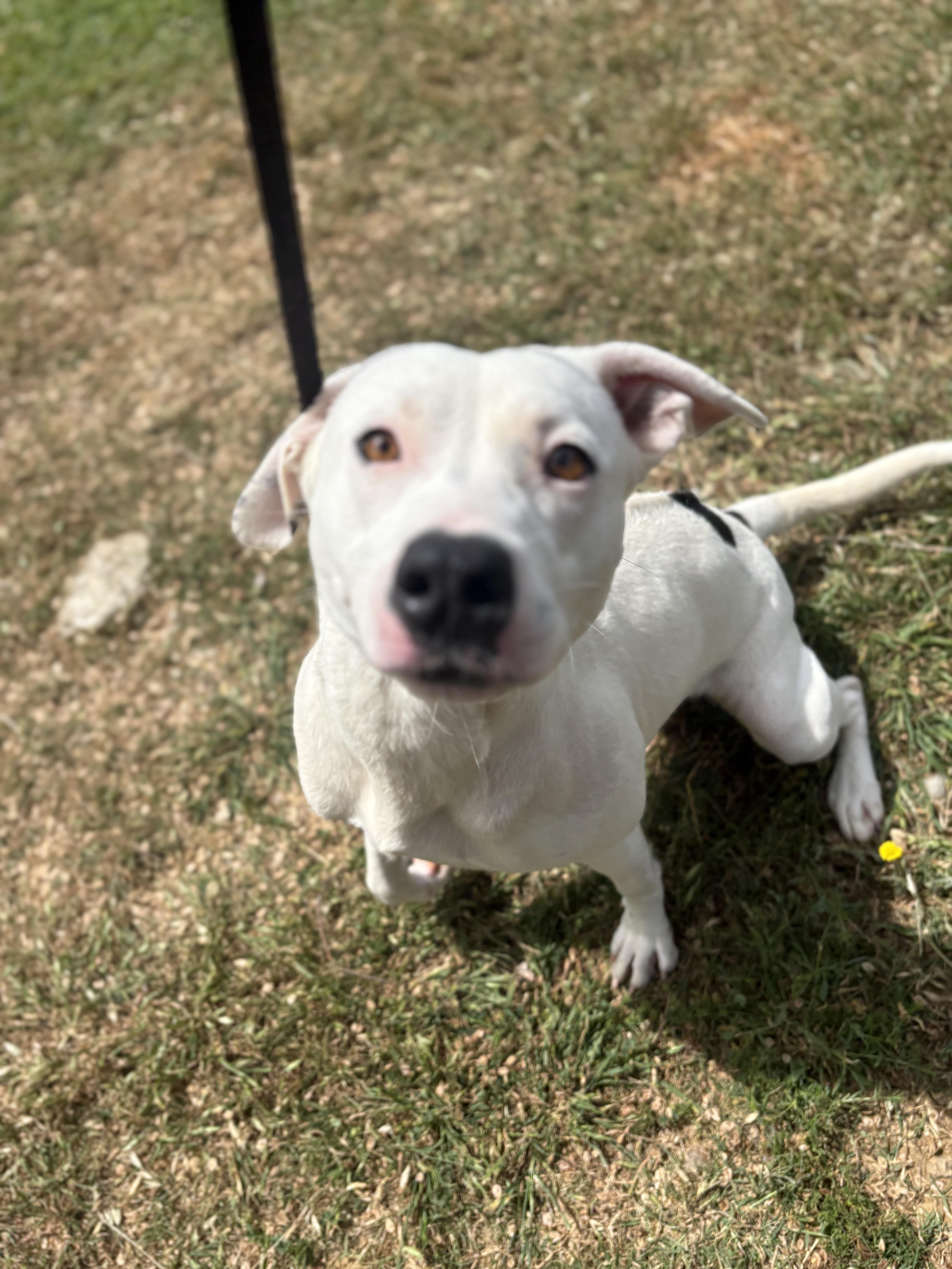 Enlarge Cola, a ADOPTABLE mixed breed in Fort Worth, TX image 1/3