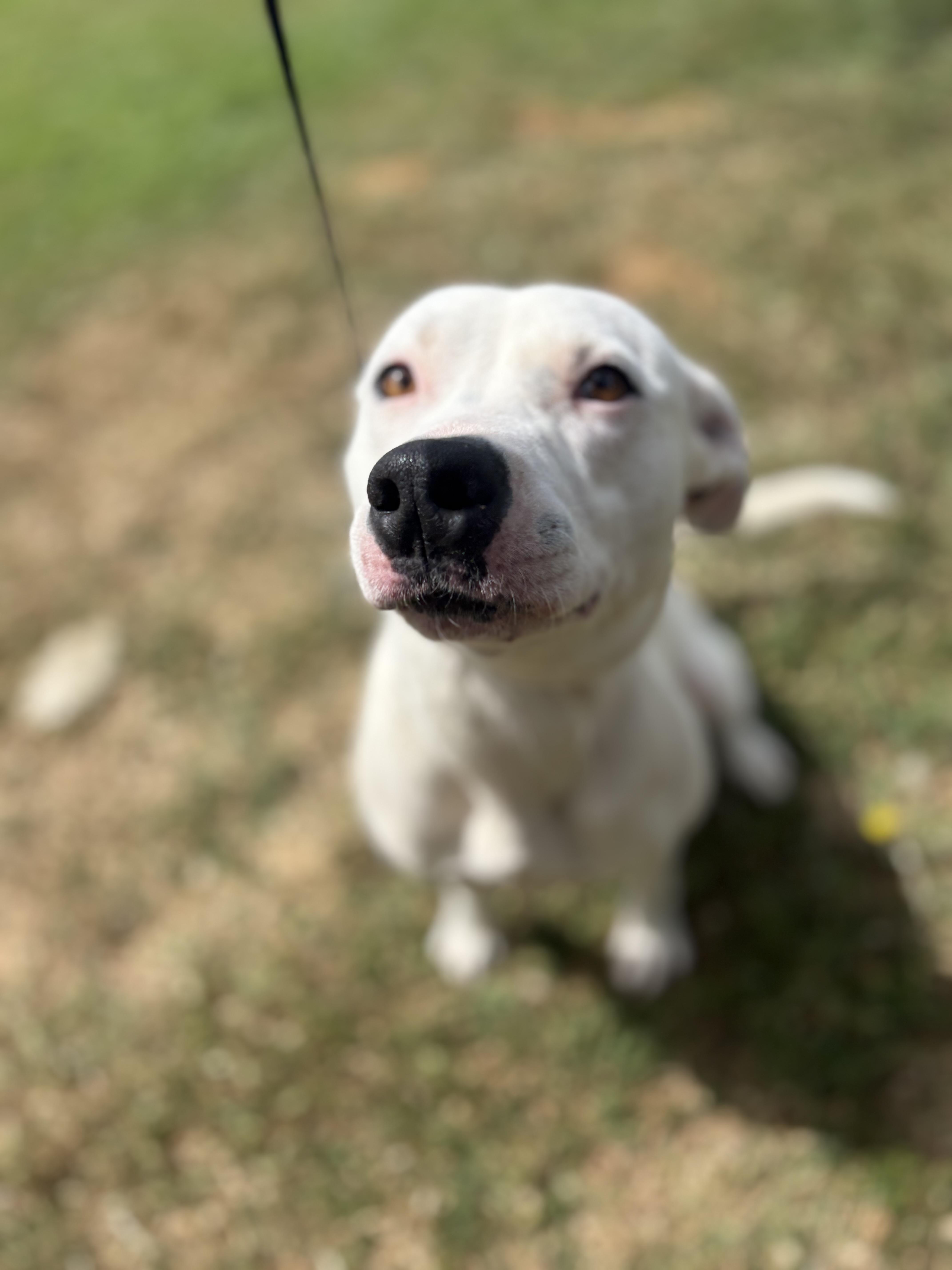 Enlarge Cola, a ADOPTABLE mixed breed in Fort Worth, TX image 2/3