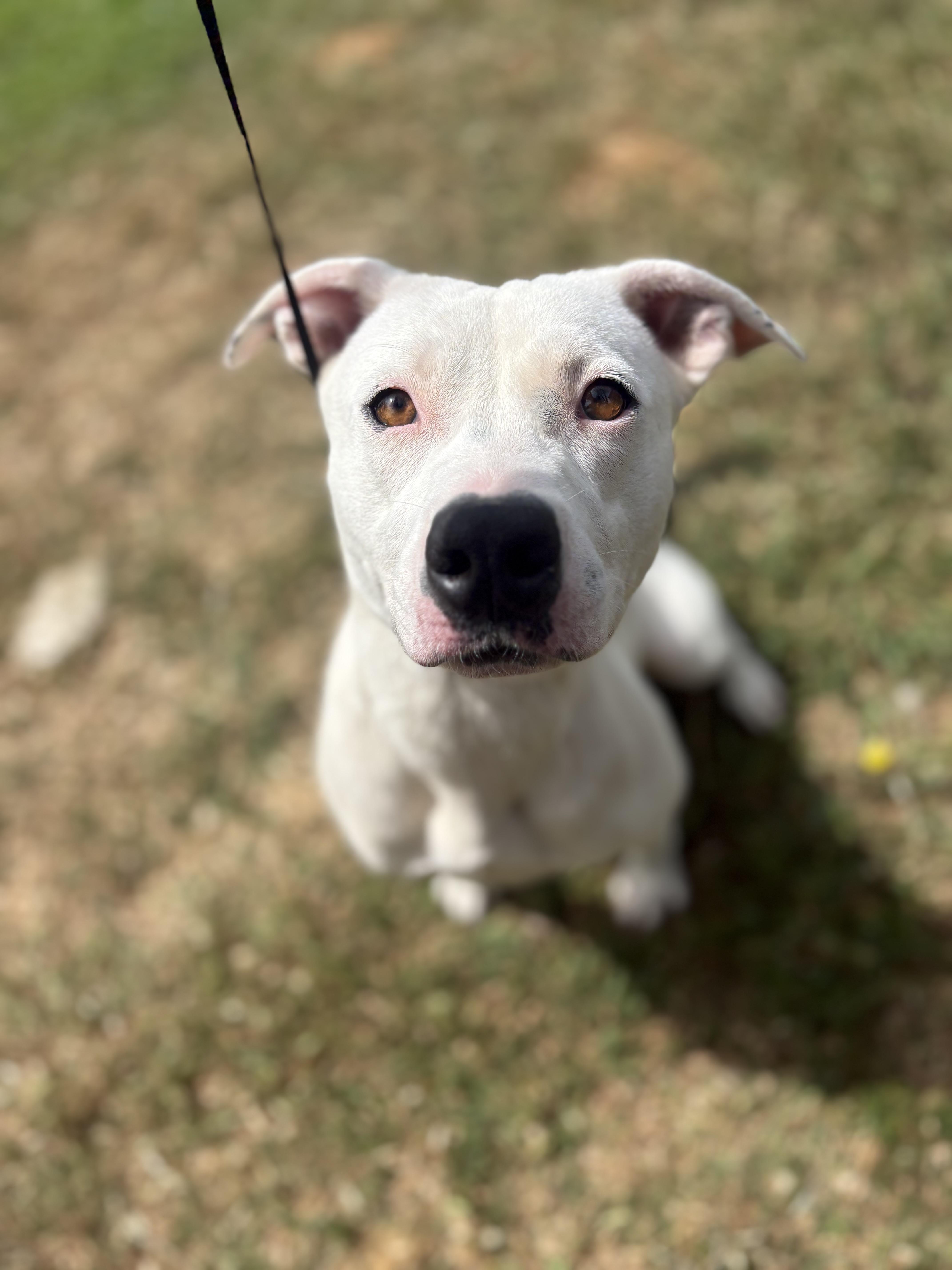 Enlarge Cola, a ADOPTABLE mixed breed in Fort Worth, TX image 3/3