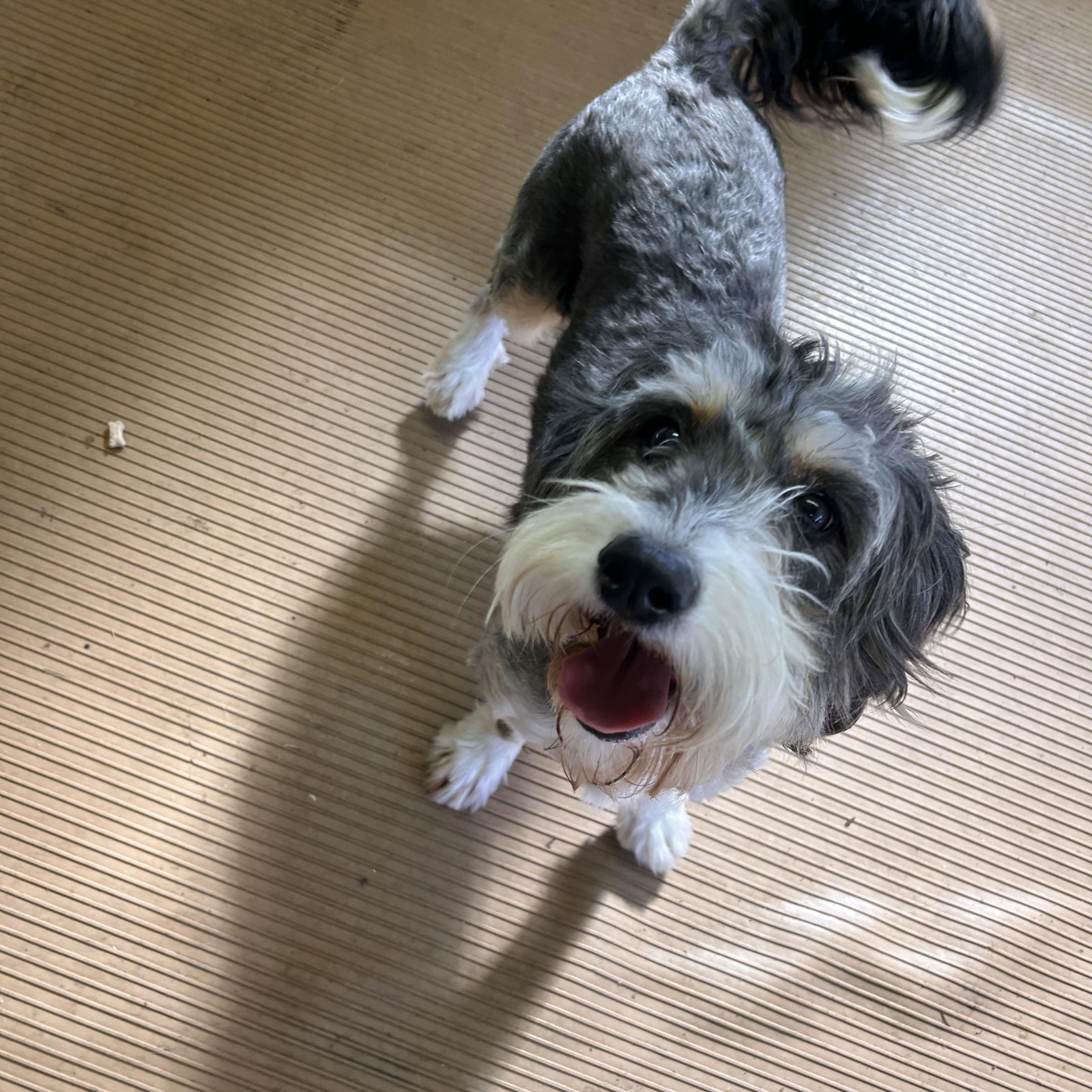 Enlarge GABBY (mini), a Adopted Bernedoodle in Elyria, OH image 2/5