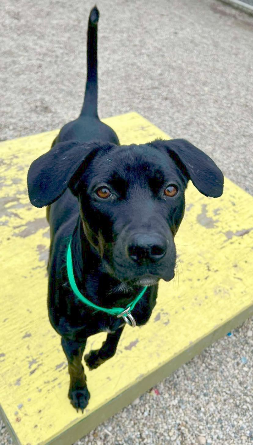 Mikey, ADOPTABLE, Young Male Black Labrador Retriever.