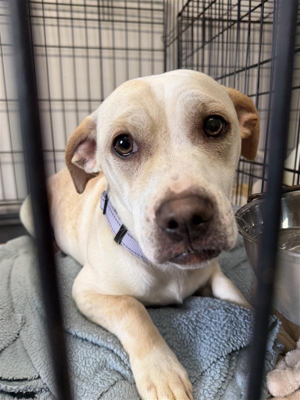 Enlarge Ivy, a Adoptable mixed breed in Gloversville, NY image 1/1