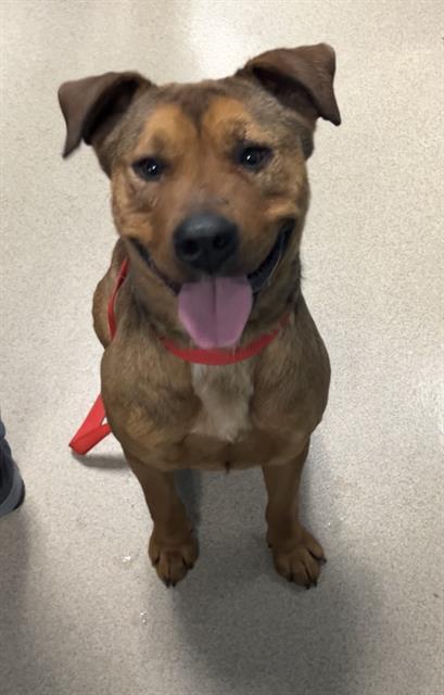 HANK, Adoptable, Young Male Mixed Breed.