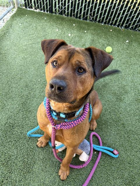 HANK, Adoptable, Young Male Mixed Breed.
