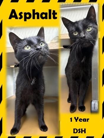 Asphalt, ADOPTABLE, Adult Female Domestic Short Hair.