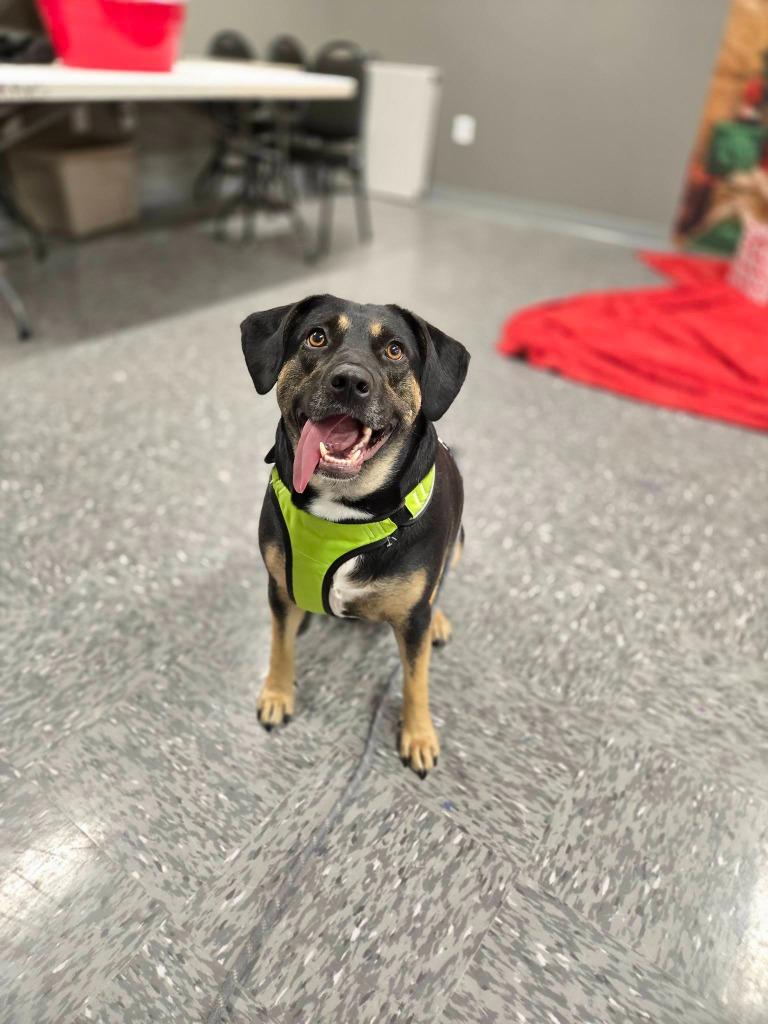 Lacy, Adoptable, Adult Female Terrier.