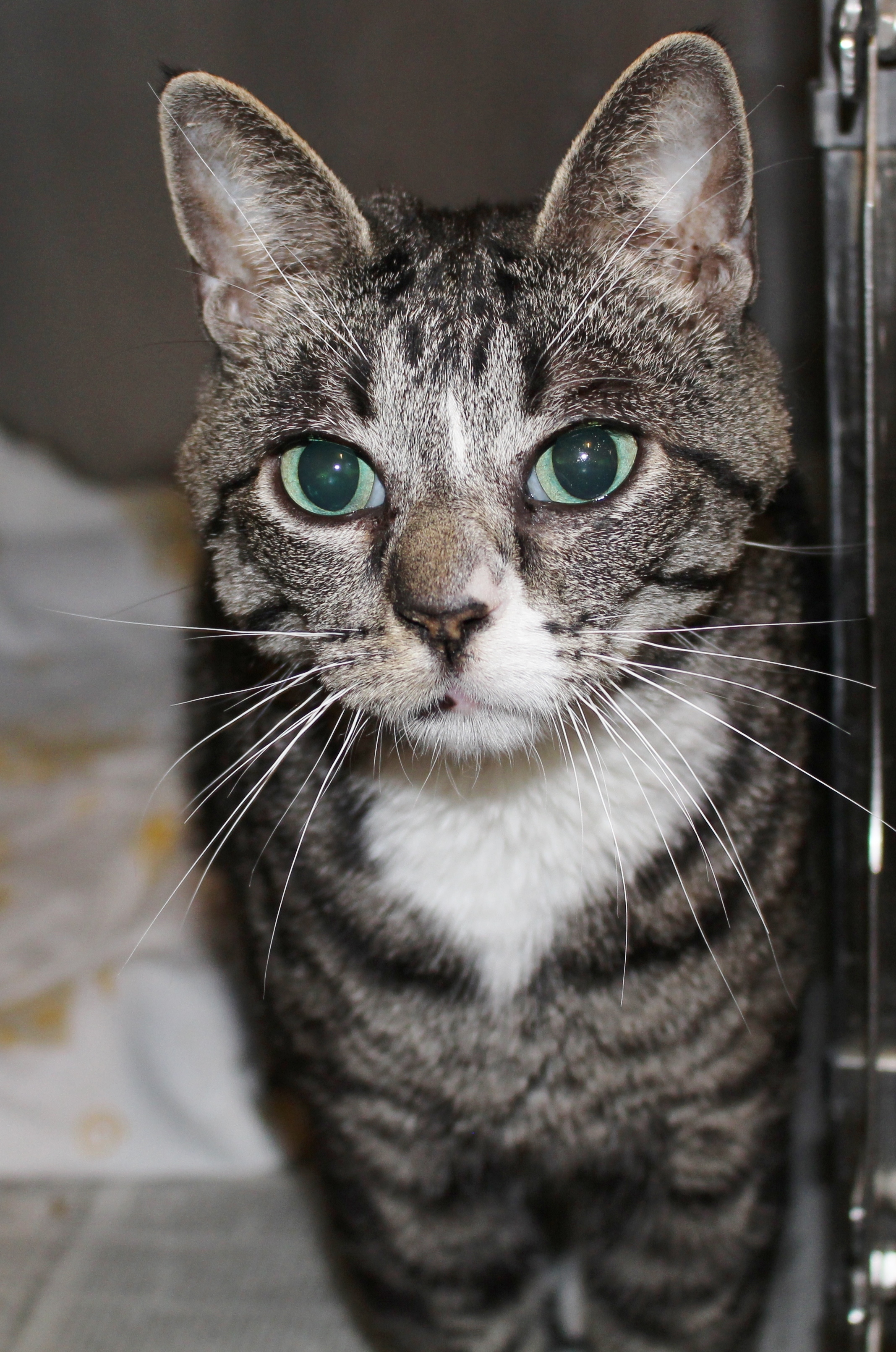 Twitch, a Adoptable Domestic Short Hair in Ontonagon, MI image 1/2