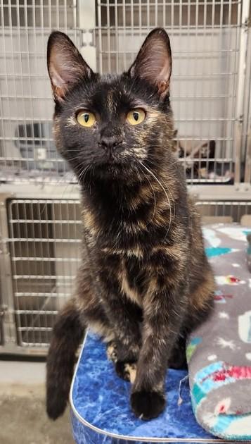 Chili, an adoptable Tortoiseshell in Butte, MT, 59701 | Photo Image 1
