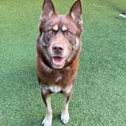 Enlarge JACOB, a ADOPTABLE Siberian Husky in Lakeland, FL image 1/1