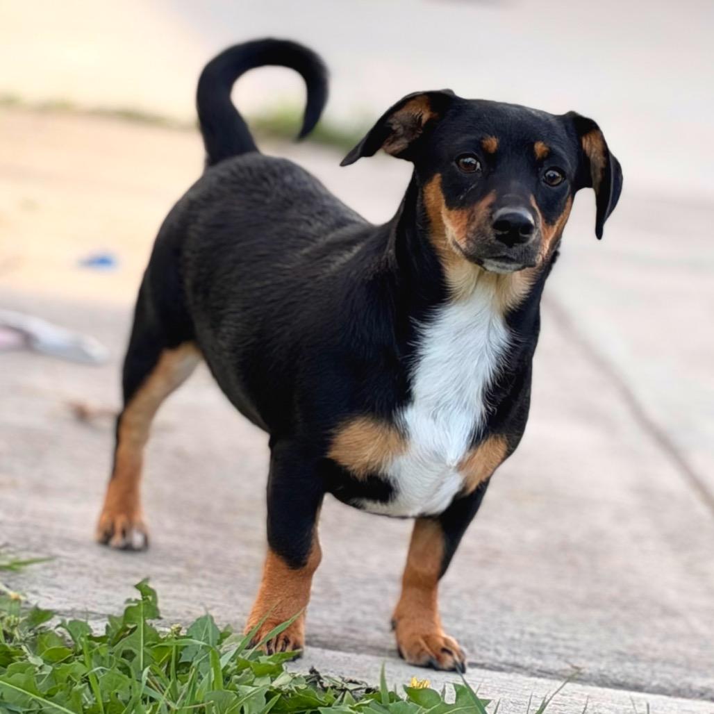Tilly, Adoptable, Young Female Dachshund.