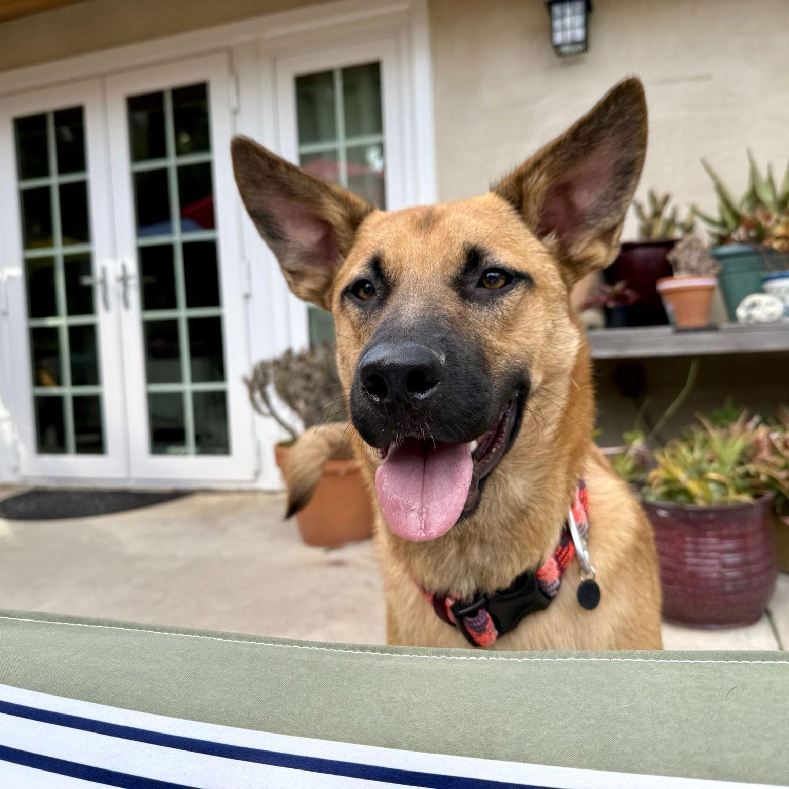 Clever, Adoptable, Young Male Dutch Shepherd.