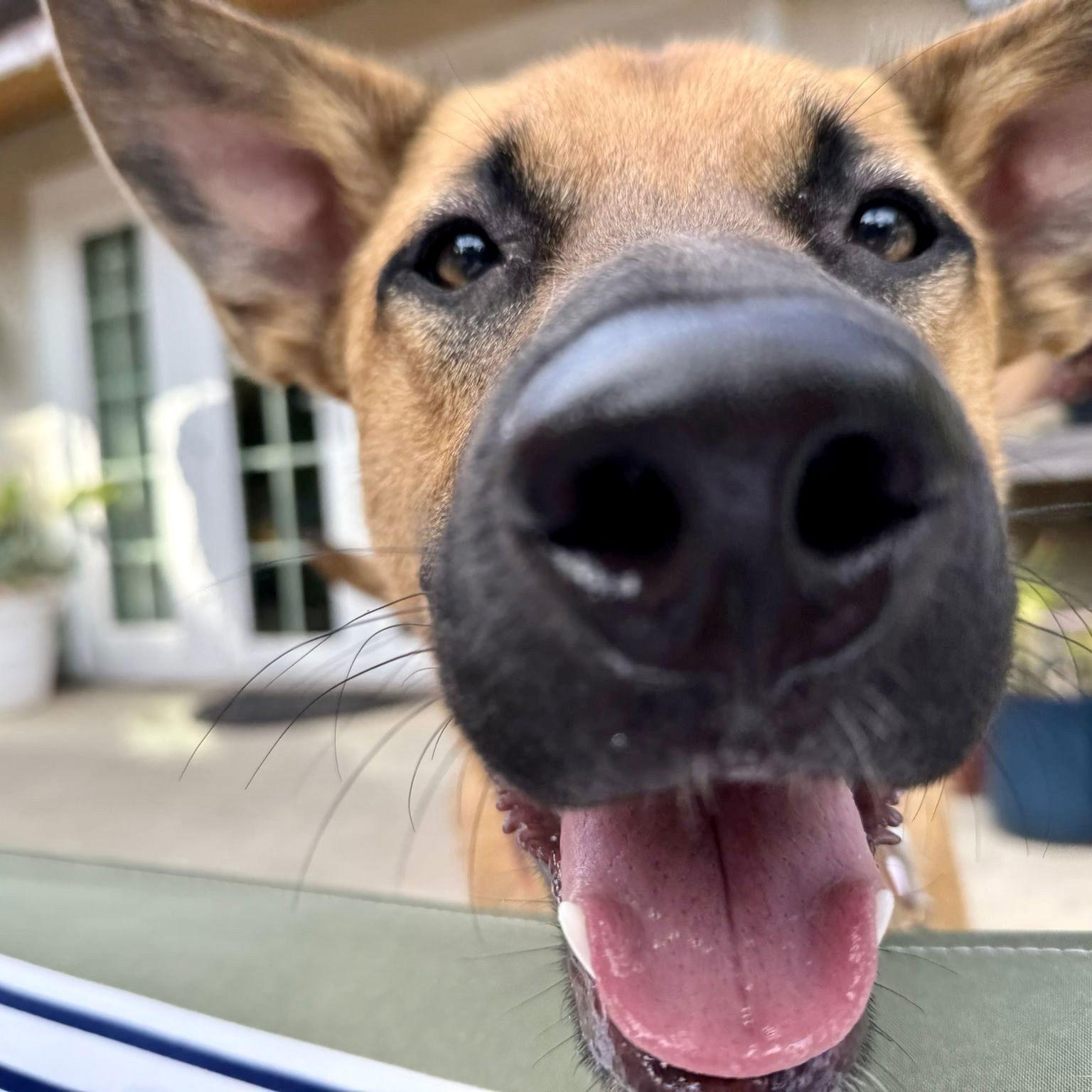 Enlarge Clever, a Adoptable Dutch Shepherd in San Juan Capistrano, CA image 2/3