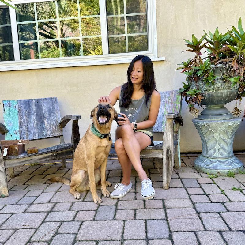 Enlarge Clever, a Adoptable Dutch Shepherd in San Juan Capistrano, CA image 3/3