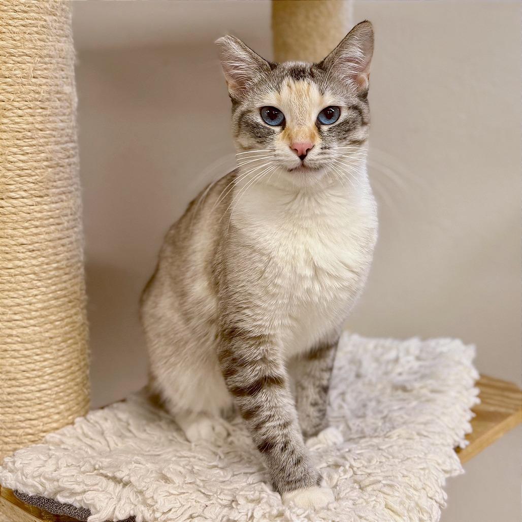 Enlarge Cotton, a Adoptable mixed breed in Pleasant Hill, CA image 3/6