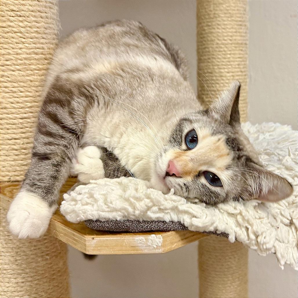 Enlarge Cotton, a Adoptable mixed breed in Pleasant Hill, CA image 4/6