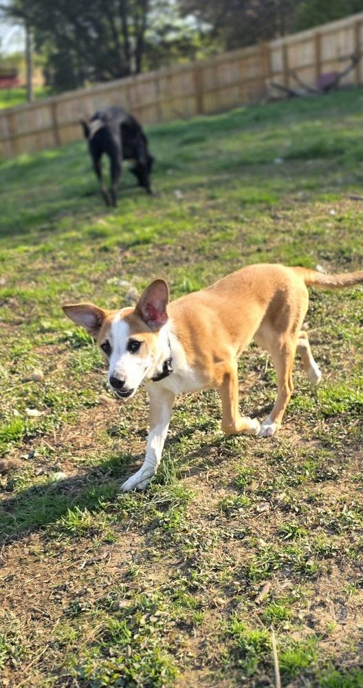 Marion Bros : Moe, a Adoptable mixed breed in Aurora, IN image 1/3