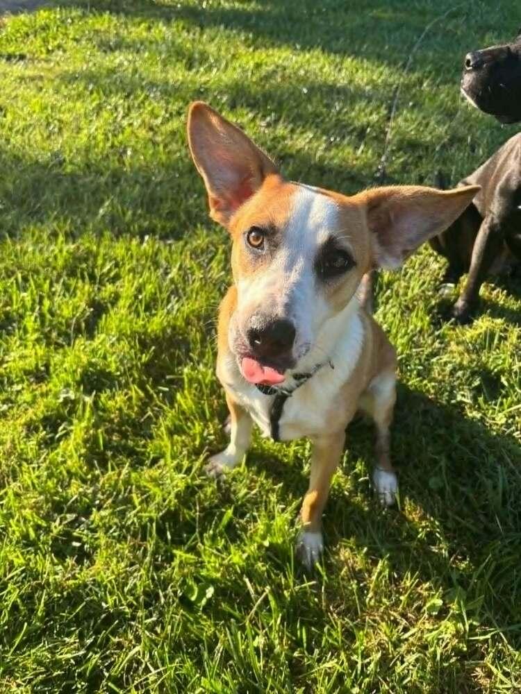 Enlarge Marion Bros : Moe, a Adoptable mixed breed in Aurora, IN image 2/6