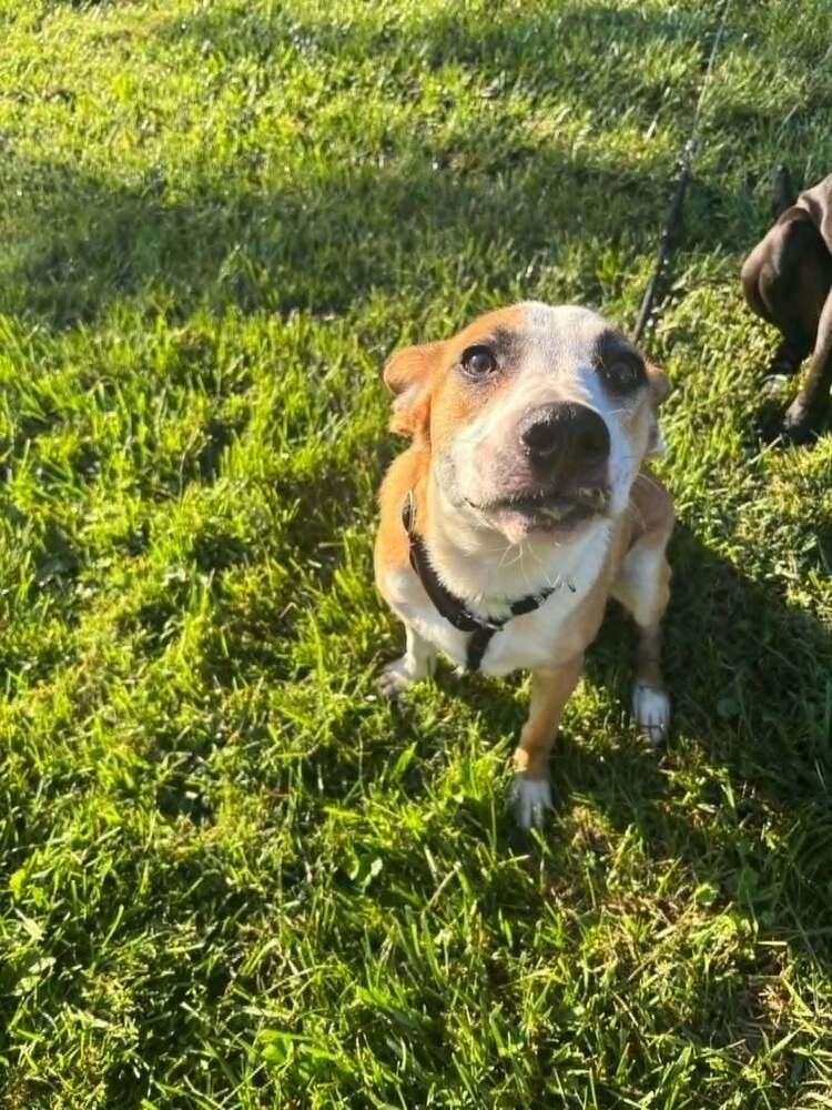 Enlarge Marion Bros : Moe, a Adoptable mixed breed in Aurora, IN image 5/6