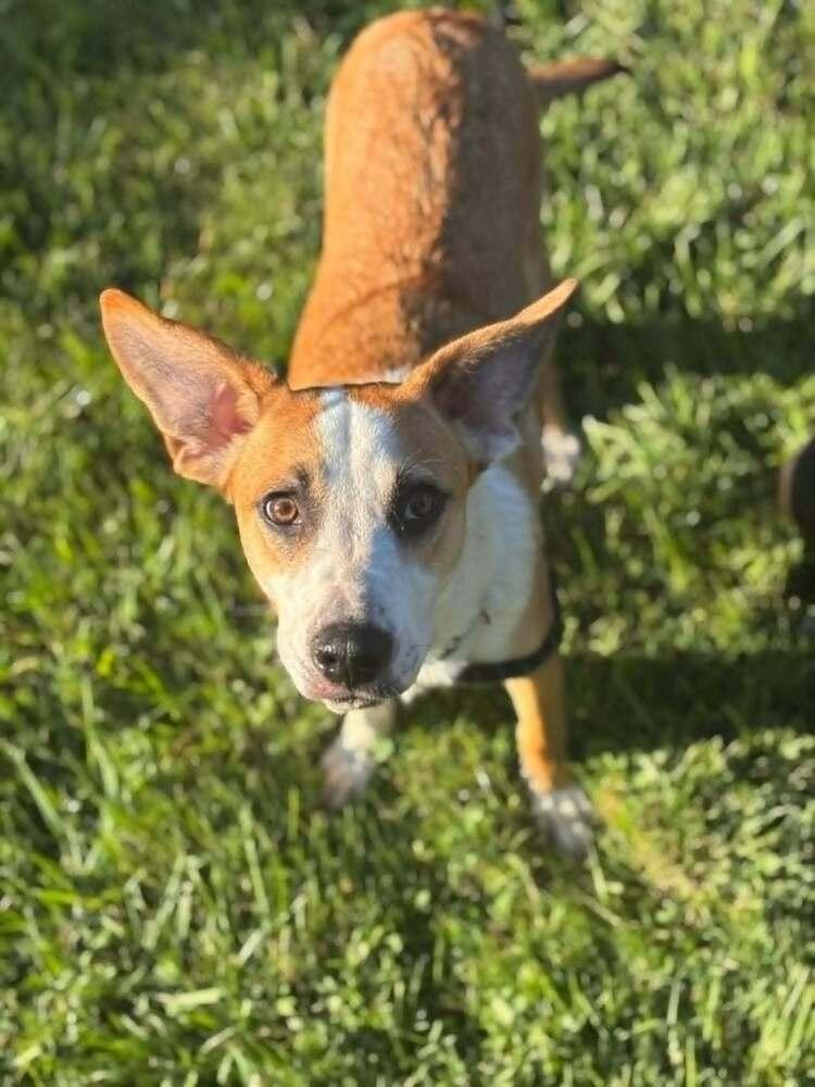 Enlarge Marion Bros : Moe, a Adoptable mixed breed in Aurora, IN image 6/6