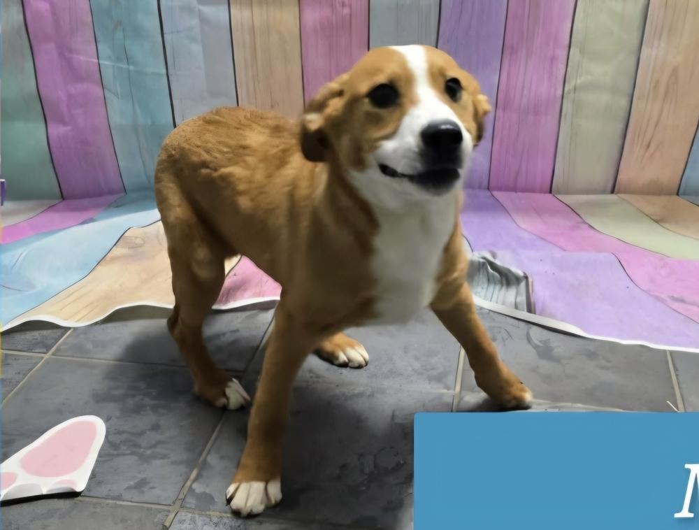 Marion Bros : Moe, Adoptable, Puppy Male Beagle.