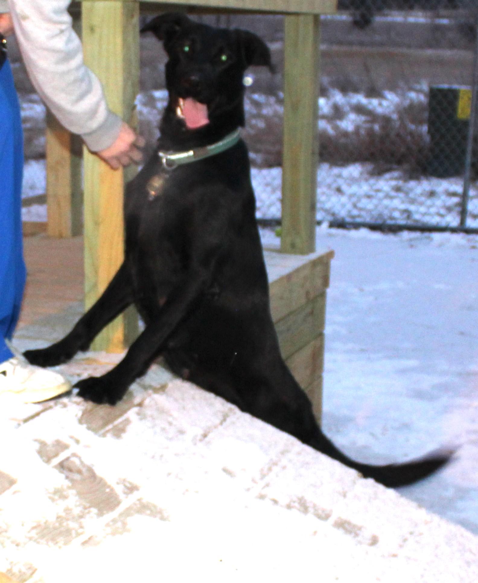 Enlarge Lolo, an adoptable mixed breed in Huron, SD image 3/5