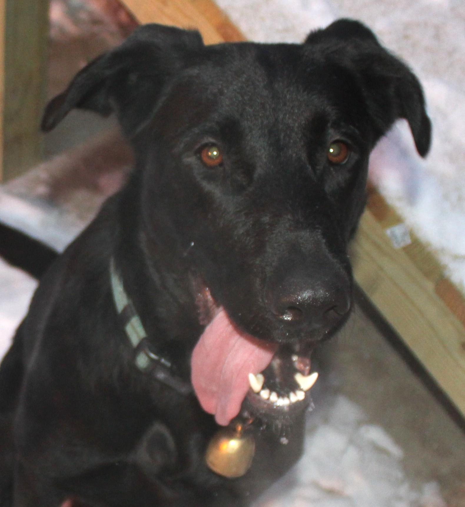 Enlarge Lolo, an adoptable mixed breed in Huron, SD image 1/5