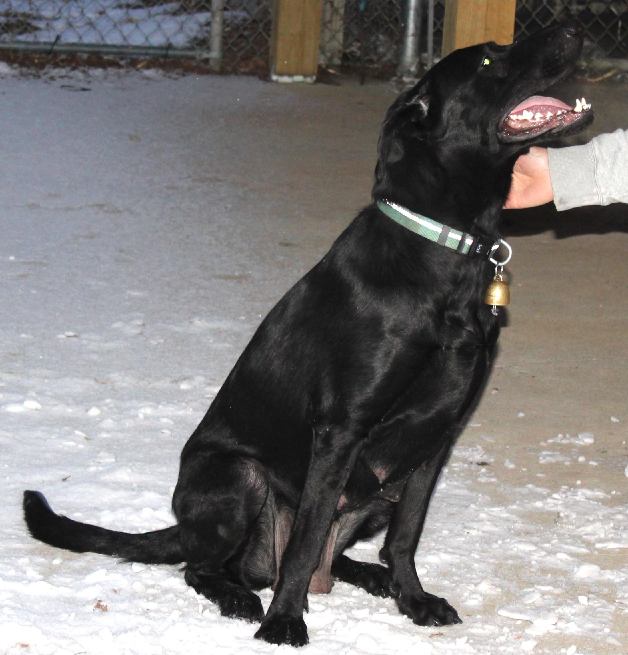 Enlarge Lolo, an adoptable mixed breed in Huron, SD image 2/5