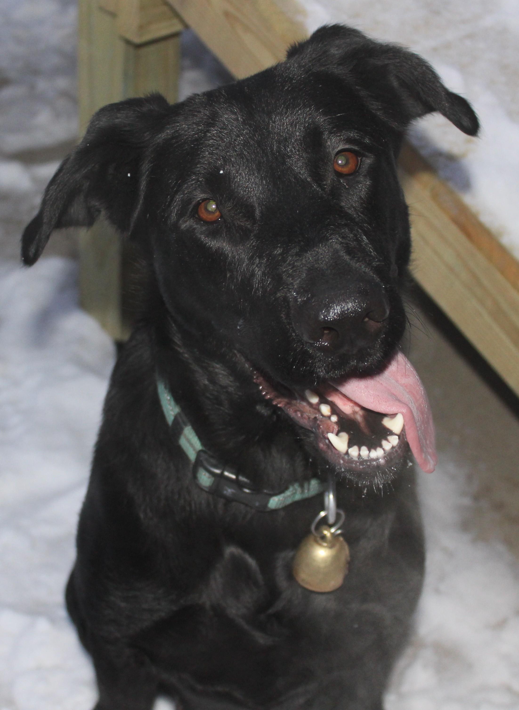 Enlarge Lolo, an adoptable mixed breed in Huron, SD image 4/5